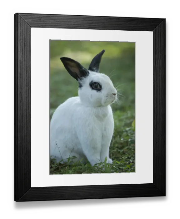 Framed Print : Black and White Rex Rabbit with doe in background, Oryctolagus cuniculus Framed Print : Black and White Rex Rabbit with doe in background, Oryctolagus cuniculus