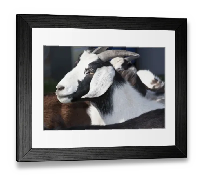 Framed Print : Domestic goat side shot, black white Framed Print : Domestic goat side shot, black white