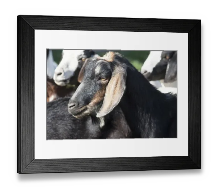 Framed Print : Domestic goat, head shot side view, black, tan, ears Framed Print : Domestic goat, head shot side view, black, tan, ears