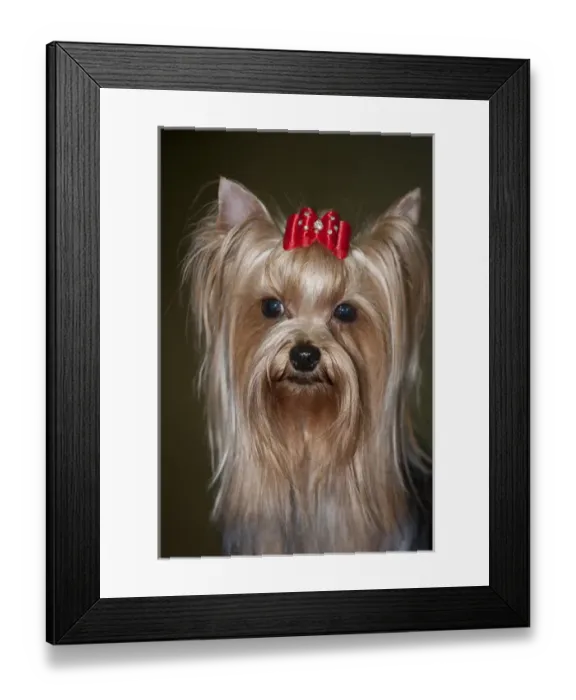Framed Print : show Yorkie, yorkshire Terrier, Head shot, red, bow Framed Print : show Yorkie, yorkshire Terrier, Head shot, red, bow