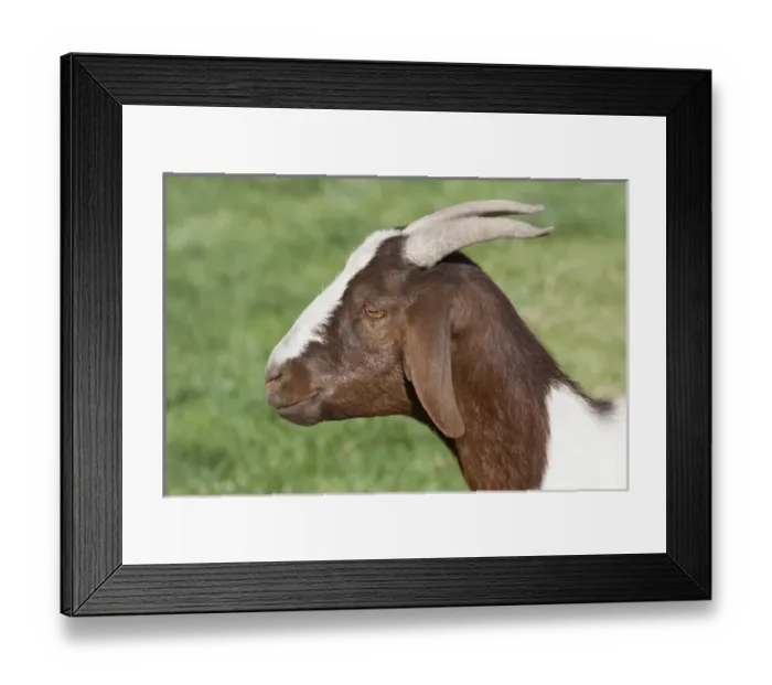 Framed Print : Domestic goat, side shot, brown, white Framed Print : Domestic goat, side shot, brown, white