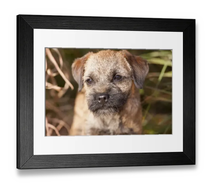 Framed Print : Purebred Border Terrier Framed Print : Purebred Border Terrier