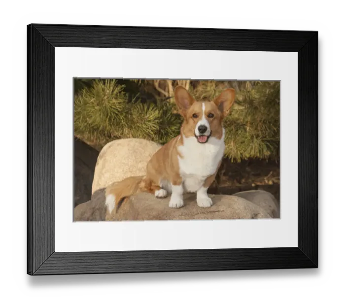 Framed Print : Purebred Cardigan Welsh Corgi sitting on rock Framed Print : Purebred Cardigan Welsh Corgi sitting on rock