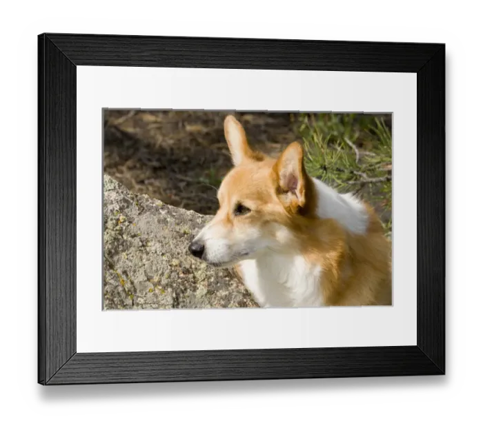 Framed Print : Pembroke Welsh Corgi Framed Print : Pembroke Welsh Corgi