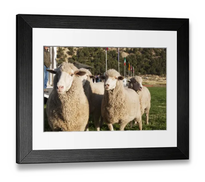 Framed Print : Merino Sheep, flags in background