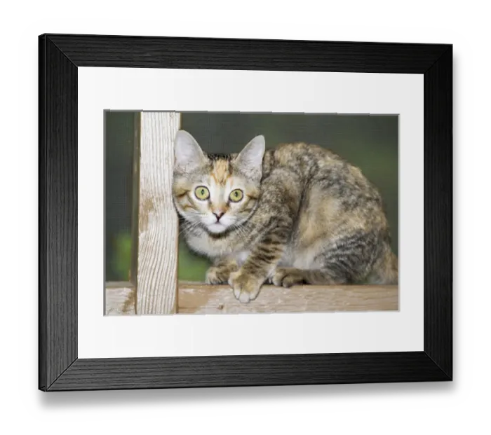 Framed Print : Domestic shorthair kitten