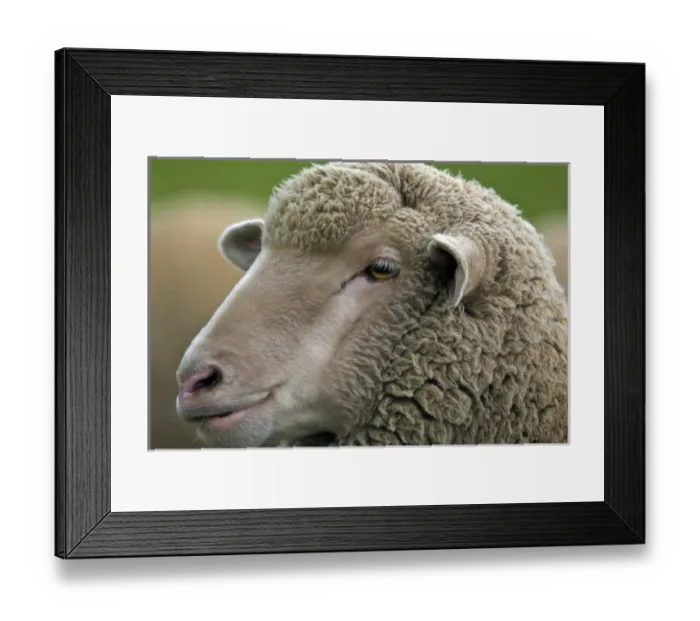 Framed Print : Merino Sheep