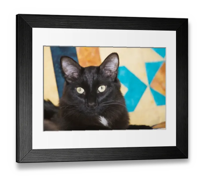 Framed Print : domestic shorthair Black Cat sitting on bed with yellow and blue quilt