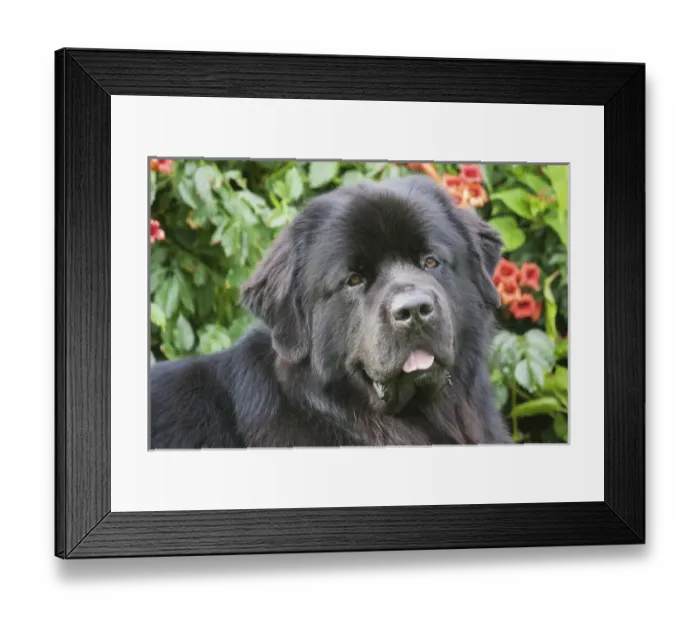 Framed Print : Newfoundland sitting, Trumpetvine, Headshot Framed Print : Newfoundland sitting, Trumpetvine, Headshot