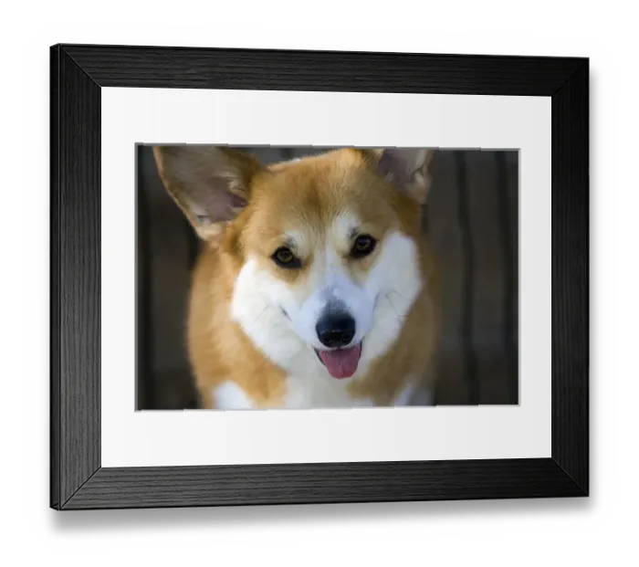 Framed Print : Pembroke Welsh Corgi head shot Framed Print : Pembroke Welsh Corgi head shot