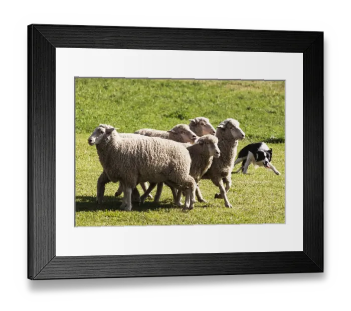 Framed Print : Purebred Border Collie, turning sheep Framed Print : Purebred Border Collie, turning sheep