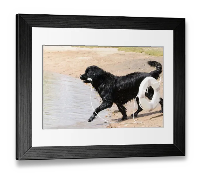 Framed Print : Newfoundland taking rescue float to victum