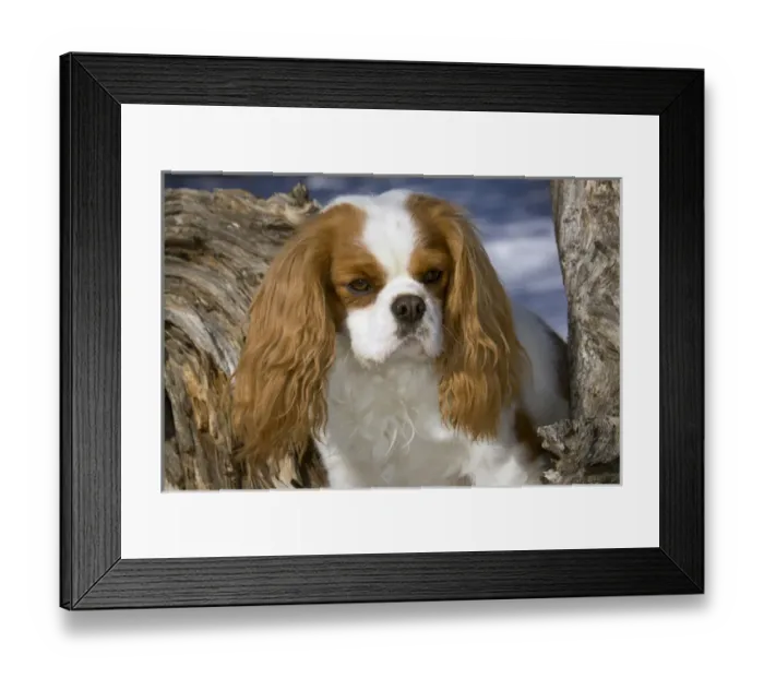 Framed Print : Purebred Cavalier King Charles Spaniel, head and shoulders Framed Print : Purebred Cavalier King Charles Spaniel, head and shoulders