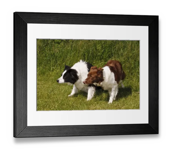 Framed Print : 2 Purebred Border Collie, crouched looking same direction, red, black, white