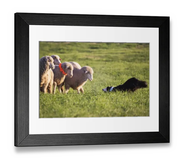Framed Print : purebred border collie, Border collie challenging 3, three, merino sheep Framed Print : purebred border collie, Border collie challenging 3, three, merino sheep