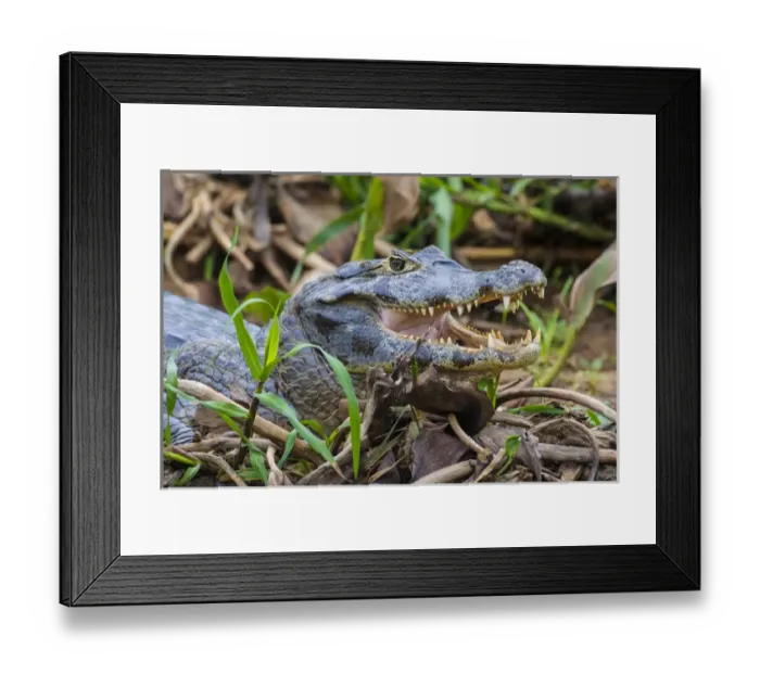 Framed Print : South America. Brazil. A spectacled caiman (Caiman crocodilus) commonly found in the Pantanal