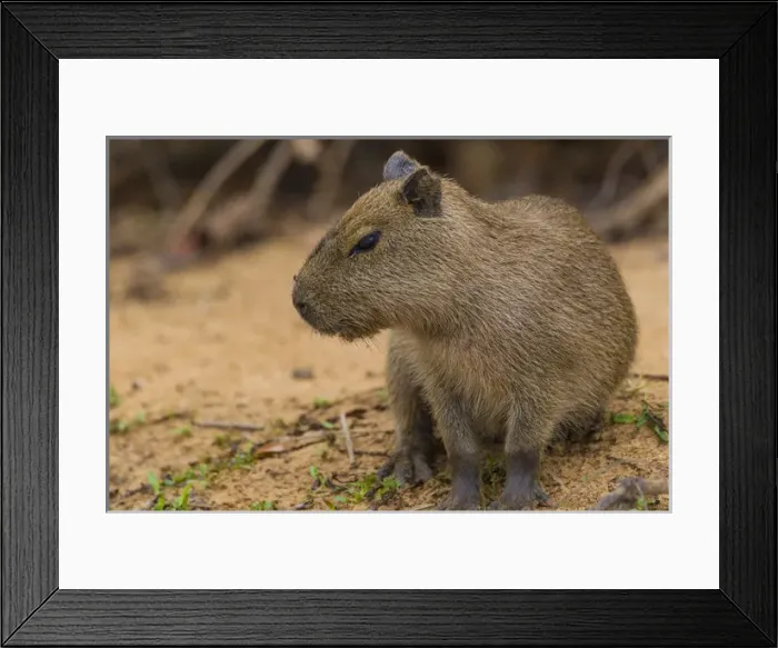 Framed Print : South America. Brazil. A capybara (Hydrochoerus hydrochaeris) is a rodent commonly Framed Print : South America. Brazil. A capybara (Hydrochoerus hydrochaeris) is a rodent commonly