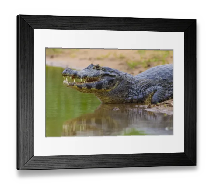 Framed Print : South America. Brazil. A spectacled caiman (Caiman crocodilus) commonly found in the Pantanal Framed Print : South America. Brazil. A spectacled caiman (Caiman crocodilus) commonly found in the Pantanal