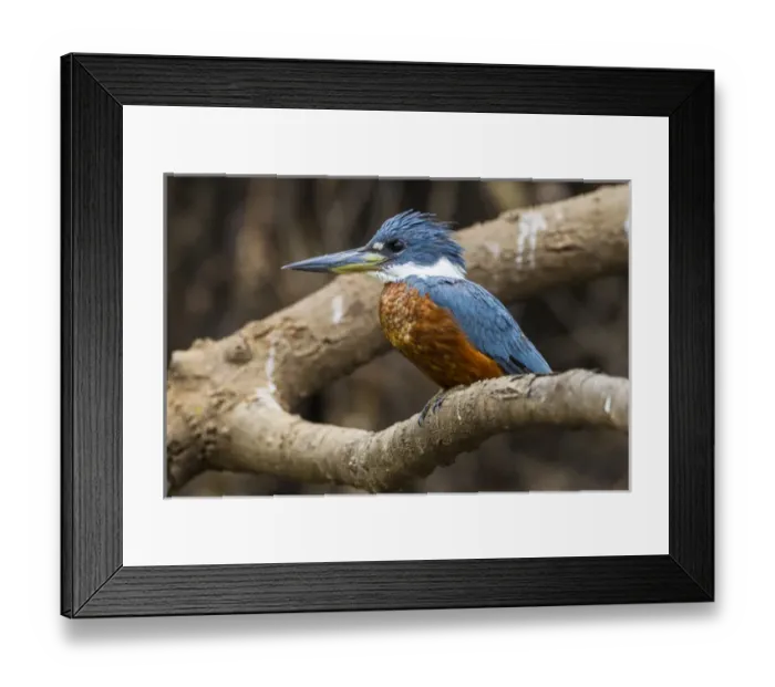 Framed Print : South America. Brazil. A male Amazon kingfisher (Chloroceryle amazona) commonly found Framed Print : South America. Brazil. A male Amazon kingfisher (Chloroceryle amazona) commonly found