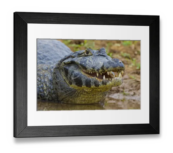 Framed Print : South America. Brazil. A spectacled caiman (Caiman crocodilus) commonly found in the Pantanal