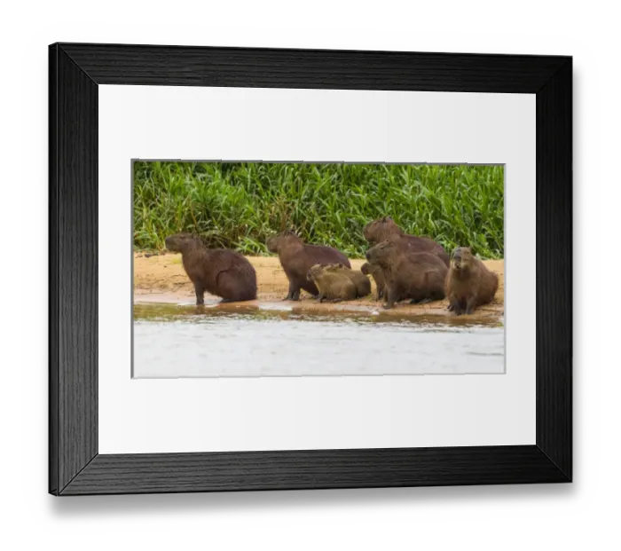Framed Print : South America. Brazil. Capybaras (Hydrochoerus hydrochaeris) are rodents commonly Framed Print : South America. Brazil. Capybaras (Hydrochoerus hydrochaeris) are rodents commonly