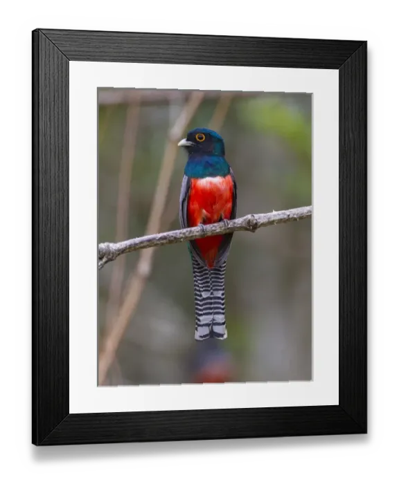 Framed Print : South America. Brazil. A blue-crowned trogon (Trogon curucui) commonly found in the Pantanal Framed Print : South America. Brazil. A blue-crowned trogon (Trogon curucui) commonly found in the Pantanal