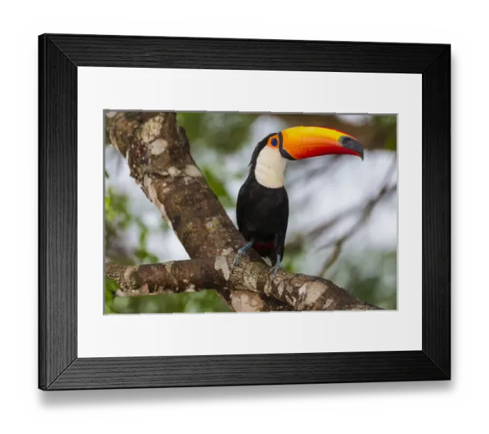 Framed Print : South America. Brazil. Toco Toucan (Ramphastos toco albogularis) is a bird with a Framed Print : South America. Brazil. Toco Toucan (Ramphastos toco albogularis) is a bird with a