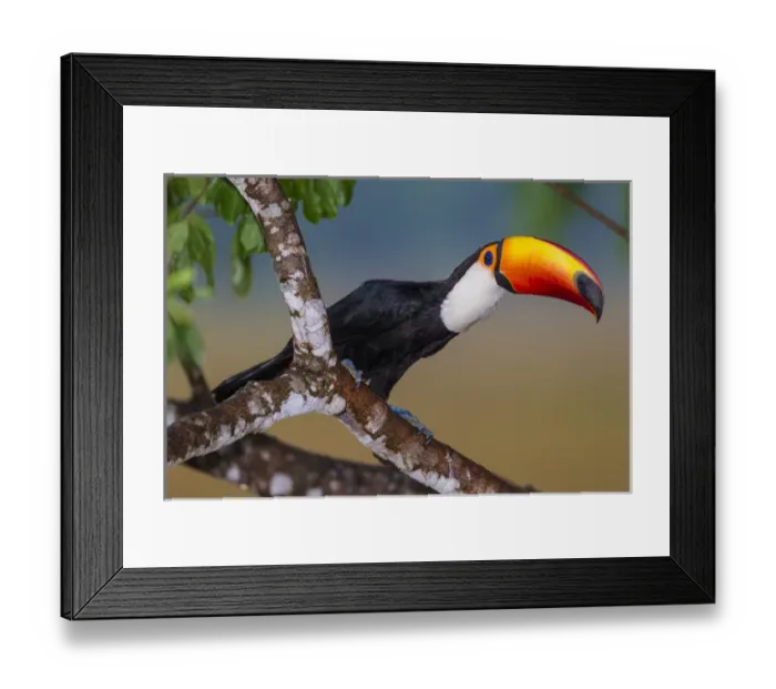 Framed Print : South America. Brazil. Toco Toucan (Ramphastos toco albogularis) is a bird with a Framed Print : South America. Brazil. Toco Toucan (Ramphastos toco albogularis) is a bird with a