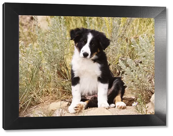 Border Collie Puppy sitting on rock looking at the camera