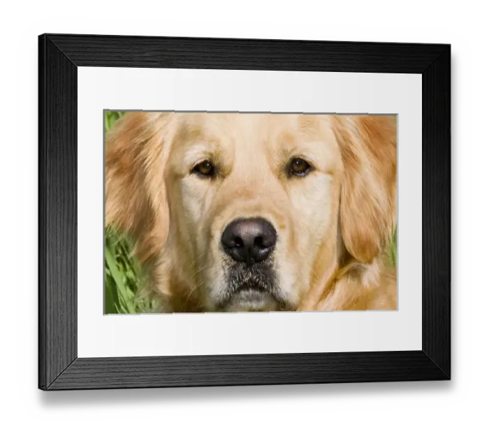 Framed Print : Close view of head golden retriever Framed Print : Close view of head golden retriever