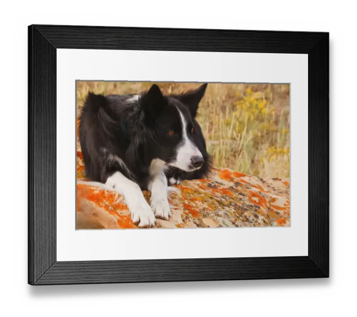Framed Print : purebred border collie laying on moss rock Framed Print : purebred border collie laying on moss rock