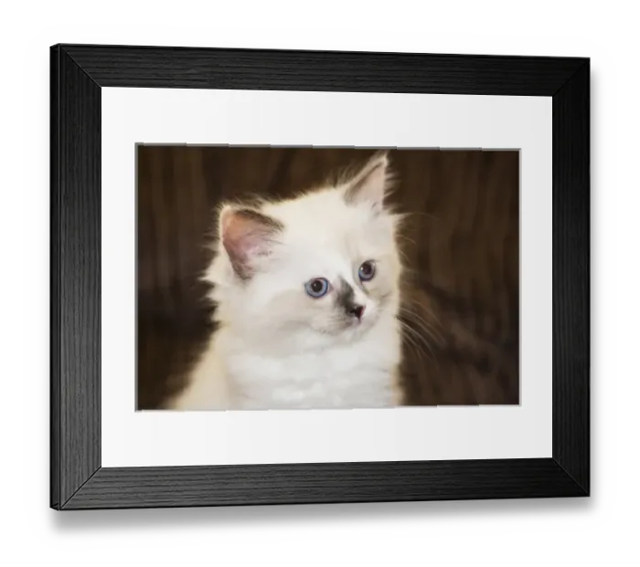 Framed Print : Purebred Rag Doll Cat Framed Print : Purebred Rag Doll Cat