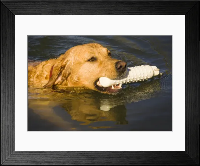 Framed Print : Purebred Yellow Labrador swimming with dummy, reflection