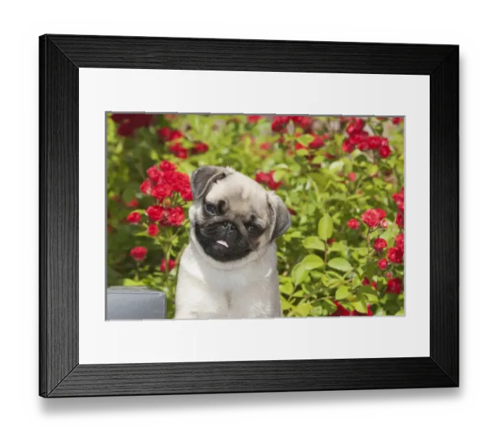 Framed Print : Pug puppy in red roses Framed Print : Pug puppy in red roses