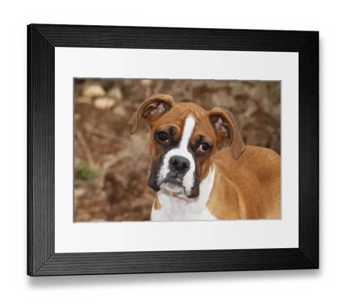 Framed Print : Purebred Boxer, head and back Framed Print : Purebred Boxer, head and back