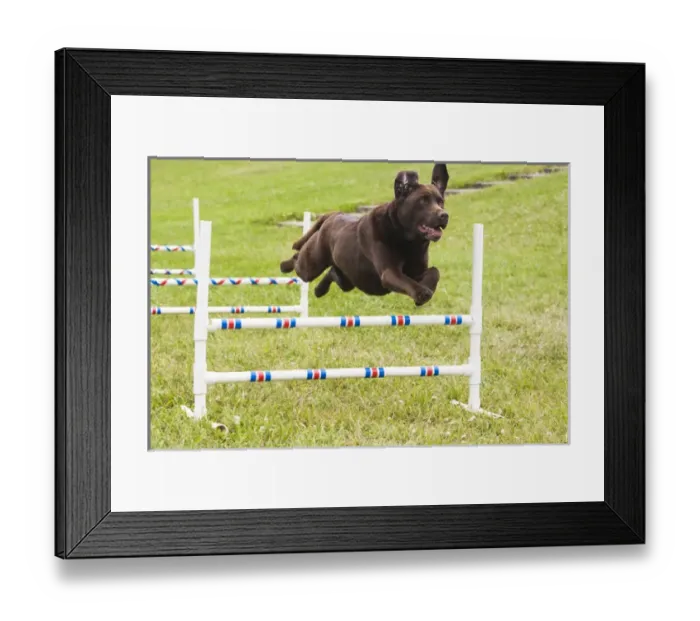 Framed Print : Chocolate Lab jumping agility jump Framed Print : Chocolate Lab jumping agility jump