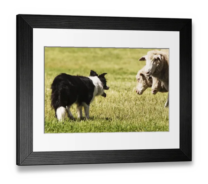 Framed Print : Border Collie staring at 3, three sheep Framed Print : Border Collie staring at 3, three sheep