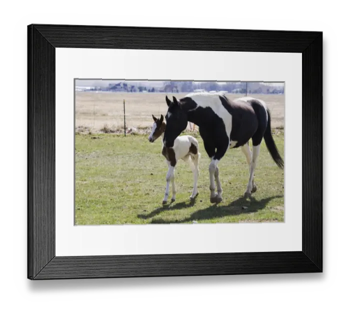 Framed Print : Odenburg, hosre, warmblood, mare, filly, two, walking Framed Print : Odenburg, hosre, warmblood, mare, filly, two, walking