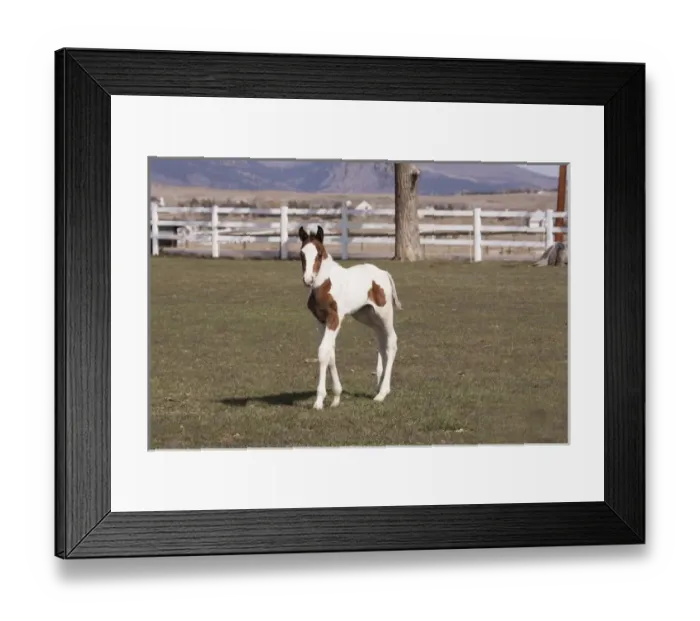Framed Print : Filly white fence pasture pinto Framed Print : Filly white fence pasture pinto