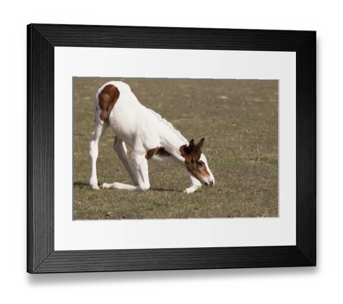 Framed Print : Oldenburg, filly getting up Framed Print : Oldenburg, filly getting up