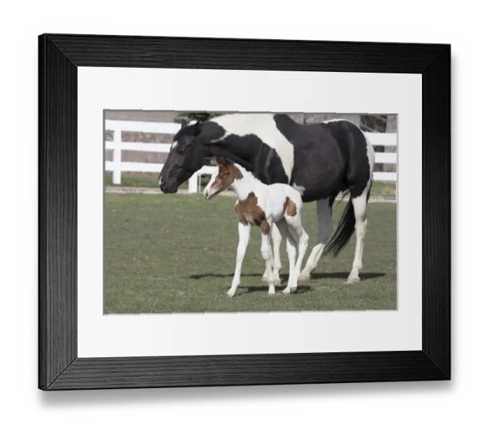 Framed Print : Pinto, Oldenburg warmblood, foal, filly Framed Print : Pinto, Oldenburg warmblood, foal, filly