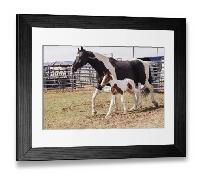 Framed Print : Oldenburg, horse, mare & foal Framed Print : Oldenburg, horse, mare & foal