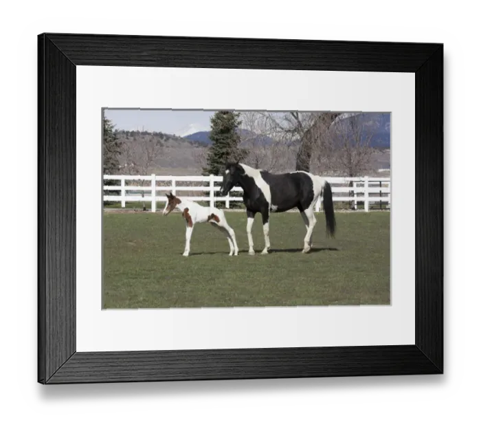 Framed Print : Pinto, Oldenburg warmblood, foal, Oldenburg Mare and foal in pasture, white fence Framed Print : Pinto, Oldenburg warmblood, foal, Oldenburg Mare and foal in pasture, white fence