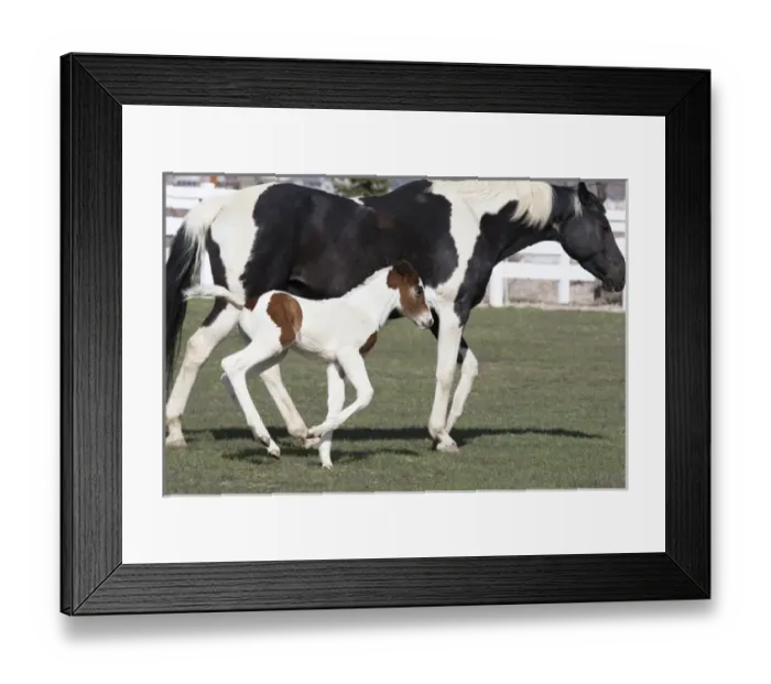 Framed Print : Pinto, Oldenburg warmblood, foal Framed Print : Pinto, Oldenburg warmblood, foal