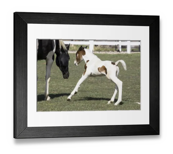 Framed Print : Pinto, Oldenburg warmblood, foal playing Framed Print : Pinto, Oldenburg warmblood, foal playing