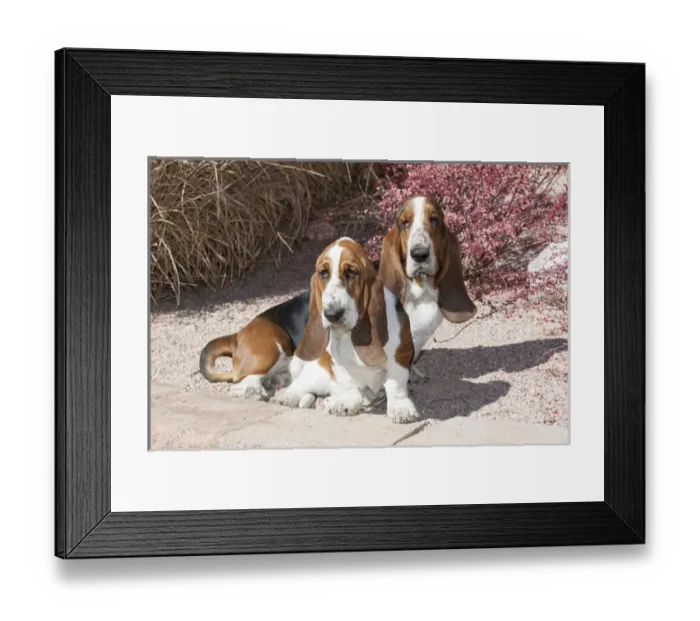Framed Print : Purebred Bassett Hound two sitting near red bush Framed Print : Purebred Bassett Hound two sitting near red bush