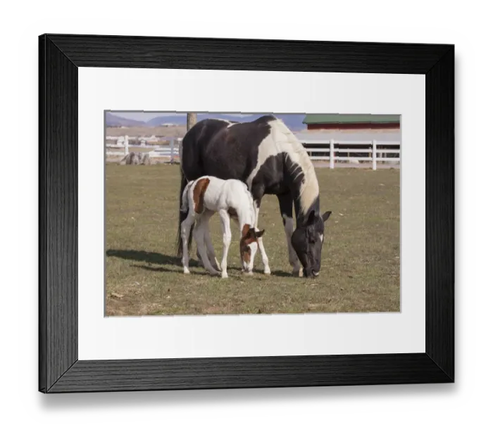 Framed Print : Mother and filly grazing pasture white fence