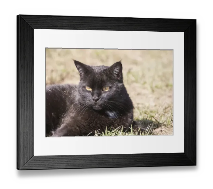 Framed Print : Domestic Shorthair Cat laying in grass after rolling in dry grass Framed Print : Domestic Shorthair Cat laying in grass after rolling in dry grass
