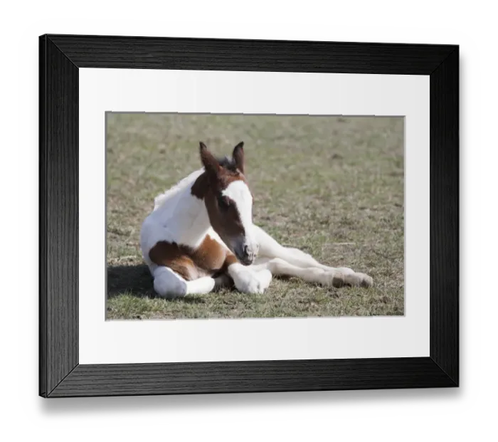 Framed Print : Pinto, Oldenburg warmblood, foal, lying in pasture Framed Print : Pinto, Oldenburg warmblood, foal, lying in pasture