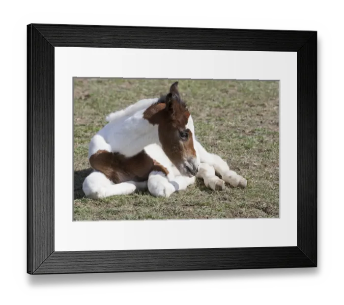 Framed Print : Pinto, Oldenburg warmblood, foal Framed Print : Pinto, Oldenburg warmblood, foal